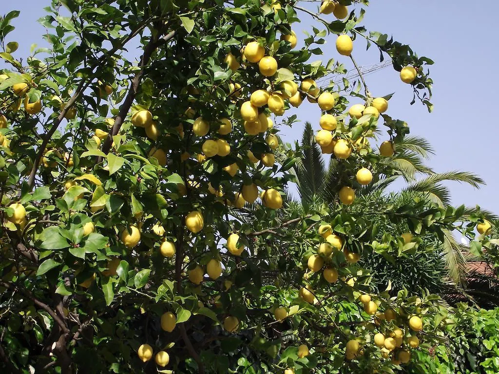 פייטרה ליגורה Il Borgo Degli Ulivi Resort מלון דירות